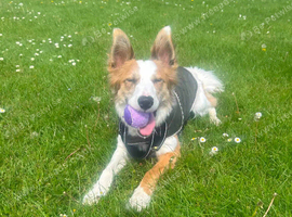 Gorgeous leucherxcollie