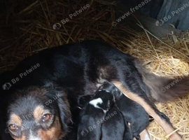 Collie pups 8 weeks old
