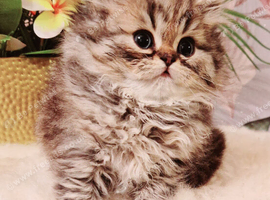 Chinchilla Persian kittens