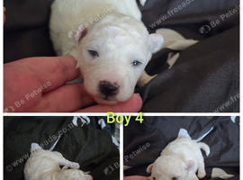 Adorable bichon frise puppies