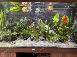 Tropical fish for sale