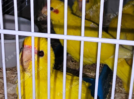 Buttercup Kakarikis currently being handreared
