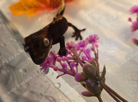 Crested Gecko