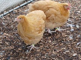 Pair of 8 week old buff Orpington&rsquo;s