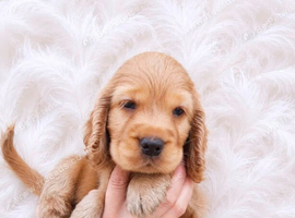 Superb show type cocker spaniel puppies