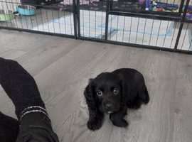 Cocker spaniel puppy