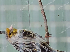 Canary