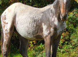 Part bred Appoloosa