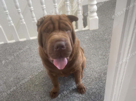 Shar pei