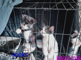 Kittens