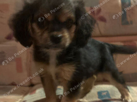 Cavalier King Charles puppies