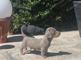 Beautiful mini dachshund puppies