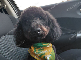 1year 5month male cocker poo