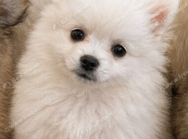 9 week old Miniature Pomeranian puppy