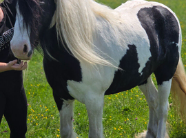 12hh riding mare