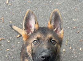 Kenzo- 5 months old