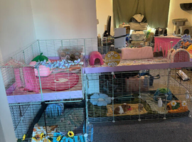 2 female Guinea pigs and 2 male Guinea pigs.