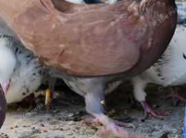 Tippler pigeons for sale