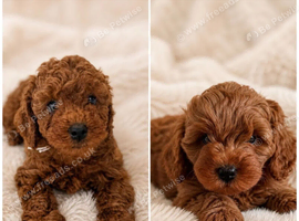 PREMIUM TOY CAVAPOOS (F1)NOAH & EDEN