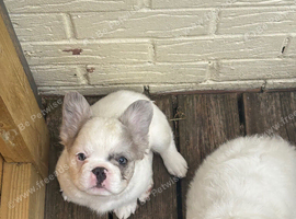 Fluffy frenchie pups looking for forever homes