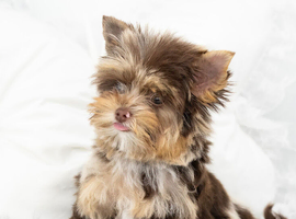 Four Exceptional Colourful Yorkshire Terrier Girls
