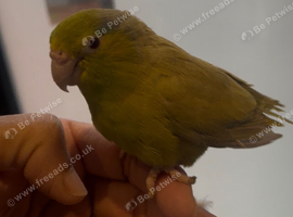 Tame female Parallet