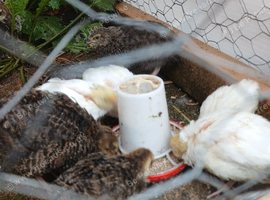 Quails ready to go