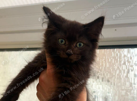 Maine coon xxx