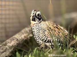 Montezuma quail mearns quail pre order