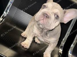 French Bulldog