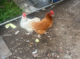 Chicken , hen house chicken run for sale