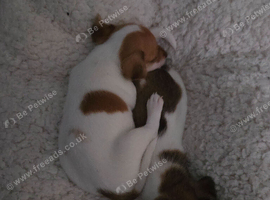 Jack russel pups