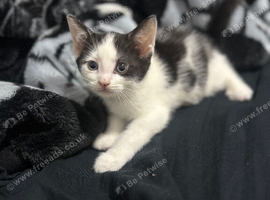 Kitten