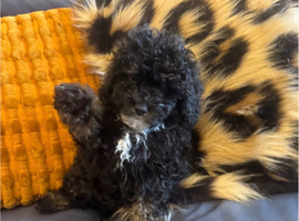 Toy poodle male/ boy puppy