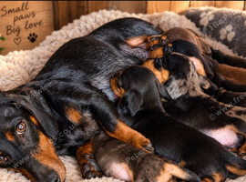 Beautiful dachshund puppies