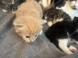 Half mancoon kittens