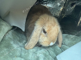 5 month old mini lop female