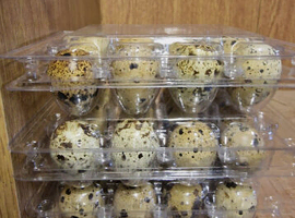 Fertile Jumbo quail eggs