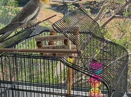 Cockatiel