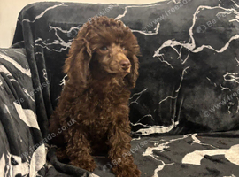 Stunning miniature poodle puppies