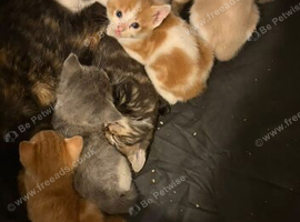 Kittens