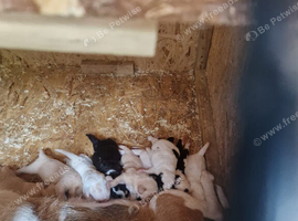 9 cockapoo cross beagle pups for sale