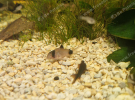 3 panda corydoras