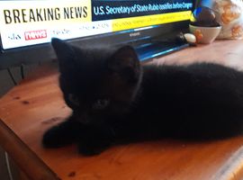 Black kitten boy
