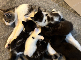 Kittens