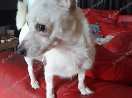Jack-Chi puppies for sale. 8 weeks old.