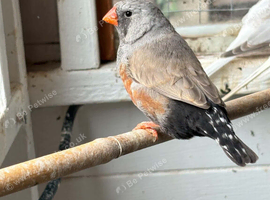 Charcoal zebra finch cock 2026