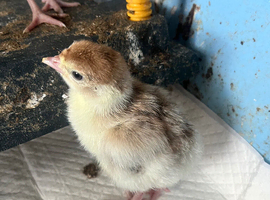 Bourbon Red Turkey Pullets hatched16/5/26