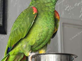 Yellow headed Amazon