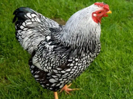 Hatching eggs available